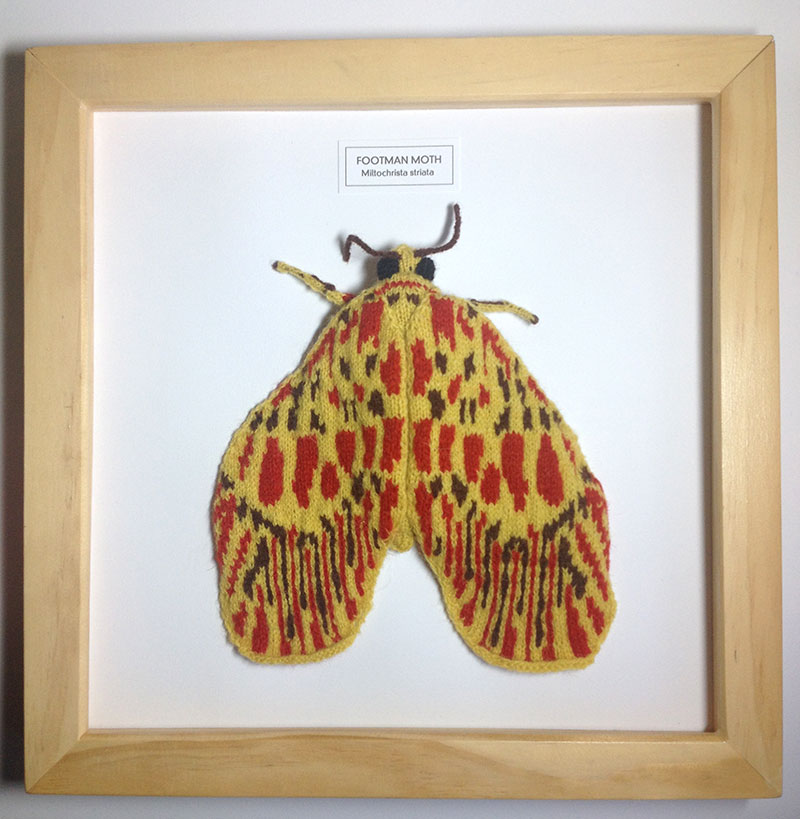 Footman Moth Max s World footman-moth-max-s-world