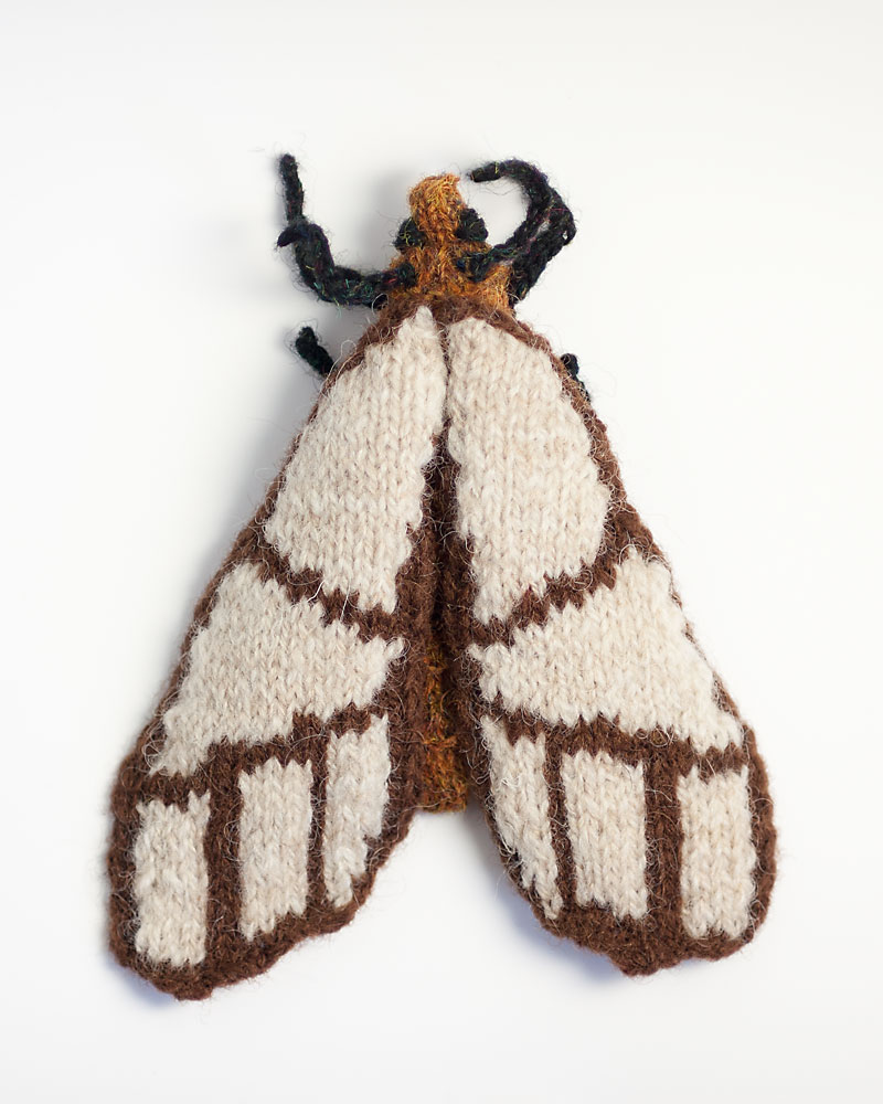 Banded Bagnest Moth (Anaphe panda)