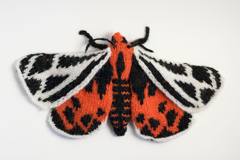Ornate Tiger Moth (Grammia ornata)