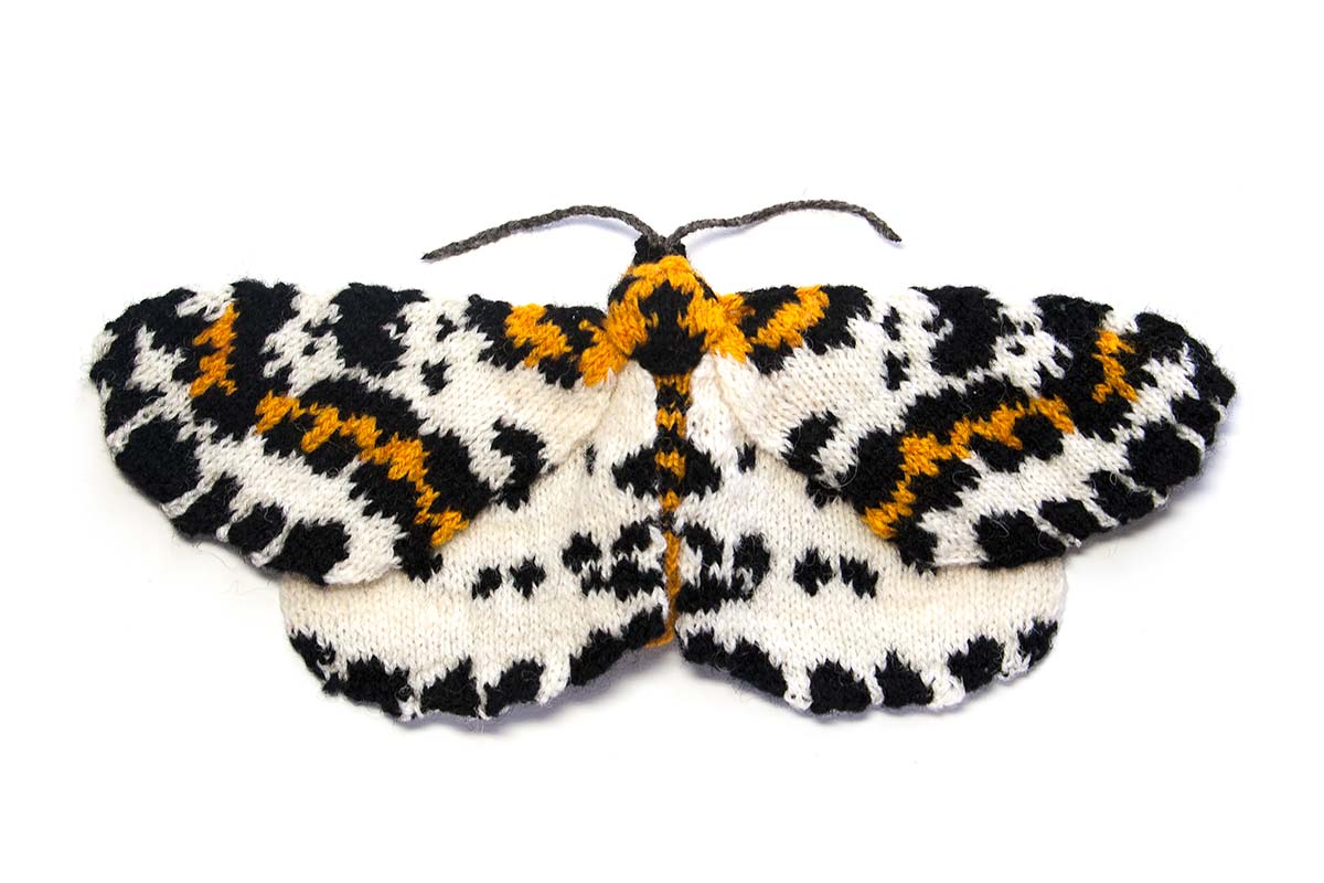 Magpie Moth - Abraxas grossulariata