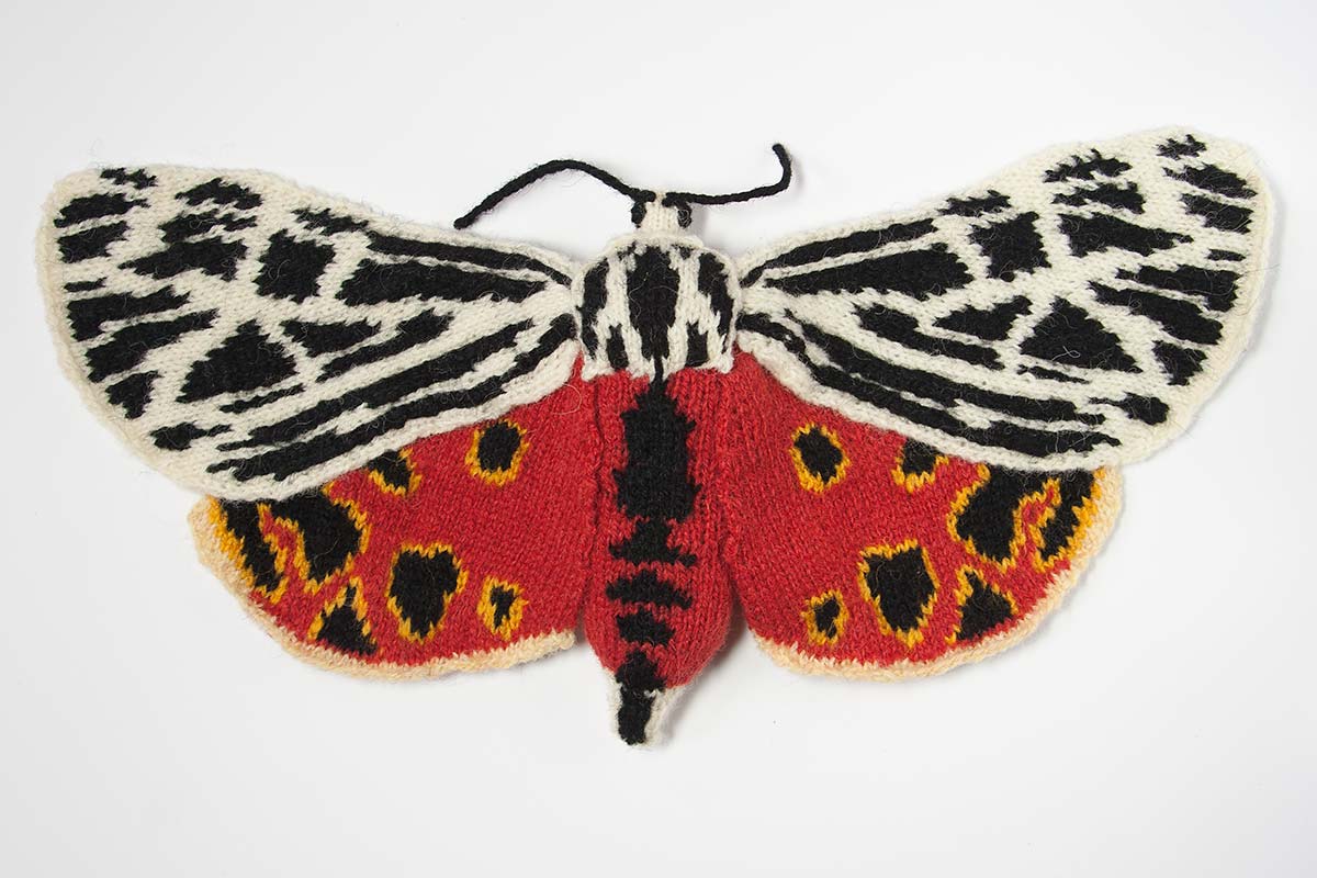 Virgin Tiger Moth - Grammia virgo