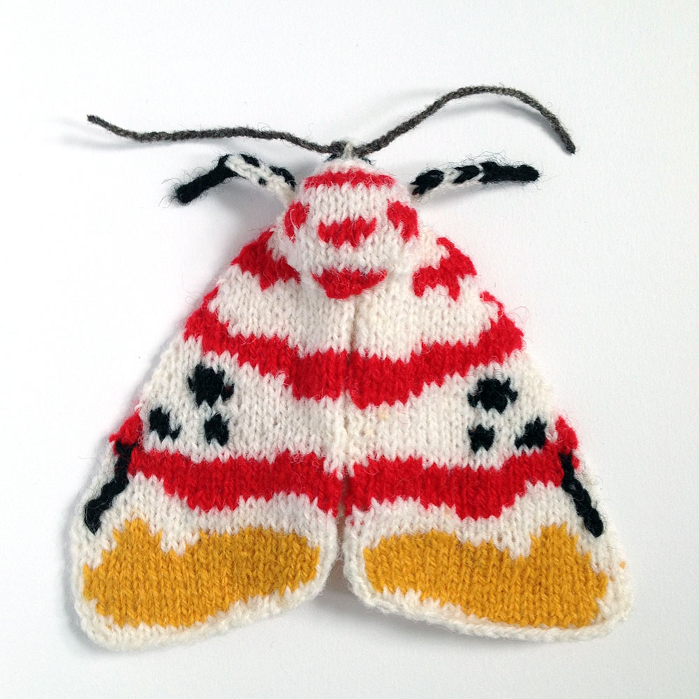 Lichen Moth (Cyana bellisima)