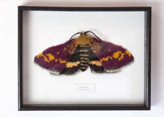 Knitted Mint Moth Framed