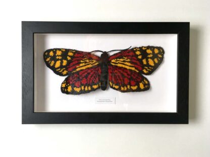 Knitted Fiery Campylotes Moth in Black Wood Frame