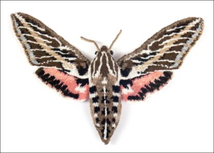knitted white lined sphinx moth on a white background