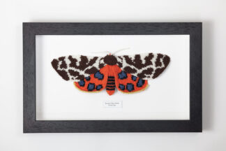 A knitted moth in black frame. The Upper wings are a patchwork of brown and white. The under wings are bright orange with 5 blue and black spots